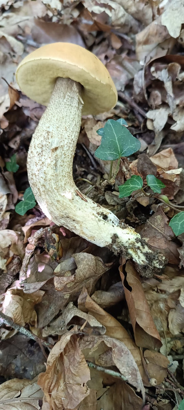 WhatsApp Image 2023-07-31 at 13.04.59 (1)