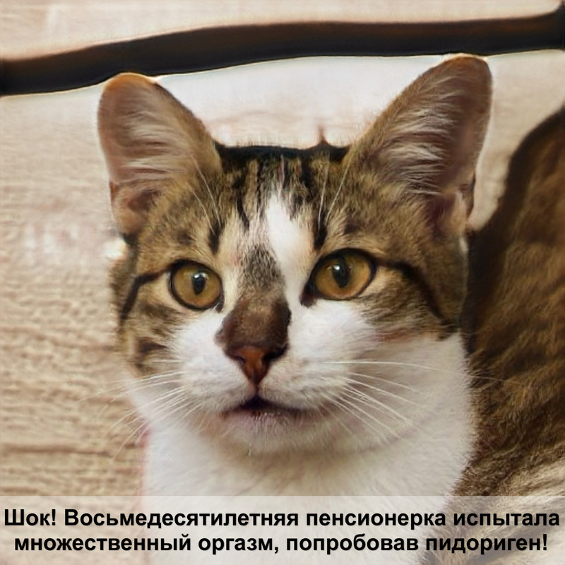 определитель породы кошек