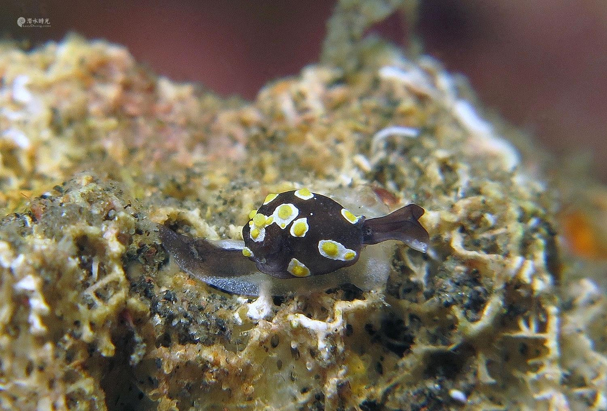 Colpodaspis thompsoni 荷包蛋透螺(Fried egg sea slug) Colpodaspis thompsoni @ 印度尼西亚 Indonesia 锡奥岛 Siau island