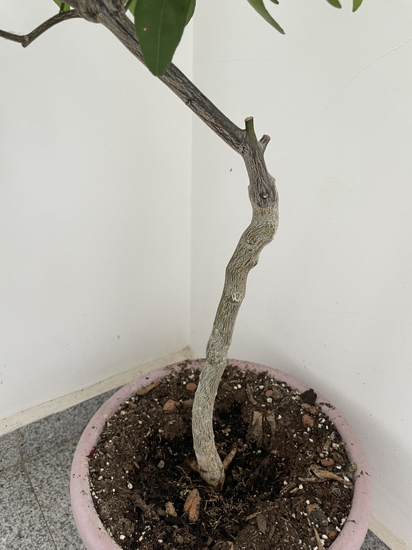 07D43981-44B2-4F8E-AB5A-0EDC6D721E3A