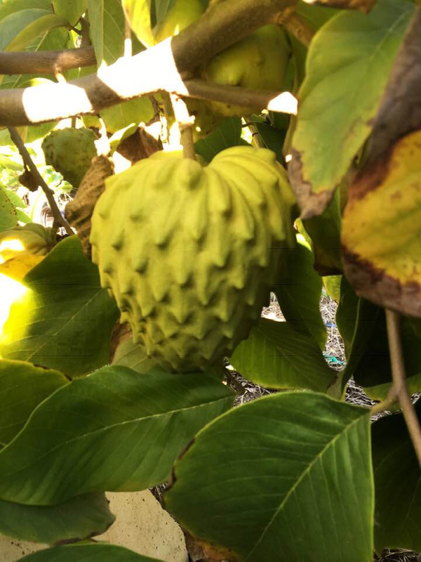 46520253_10156796850610419_7810283966329520128_n