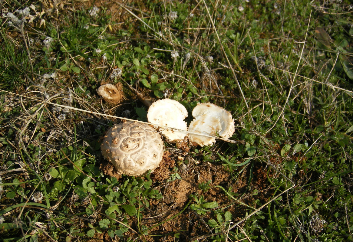 AMANITA VITADINNI......foro  (Estado joven)