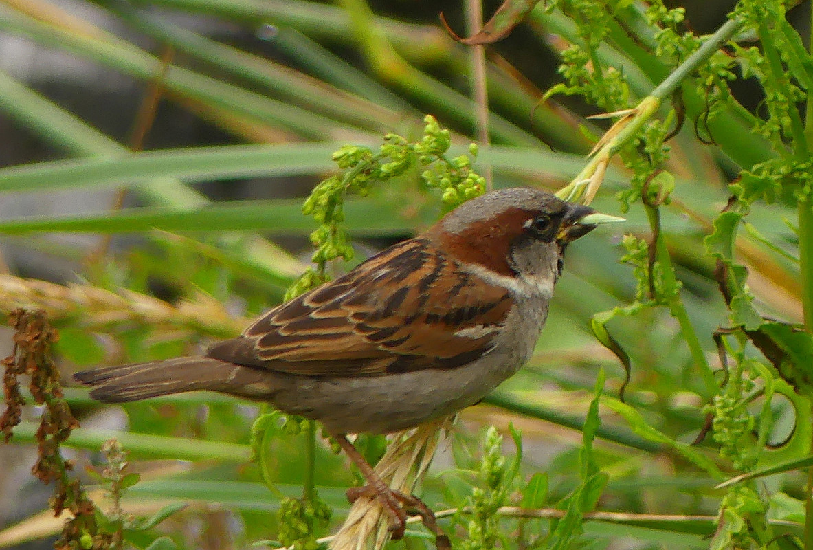 SPARROW 6 180724