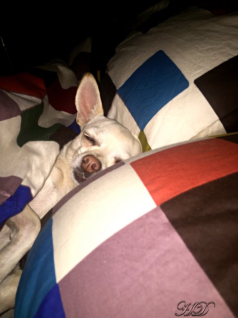 pixie-asleep-HD.jpg