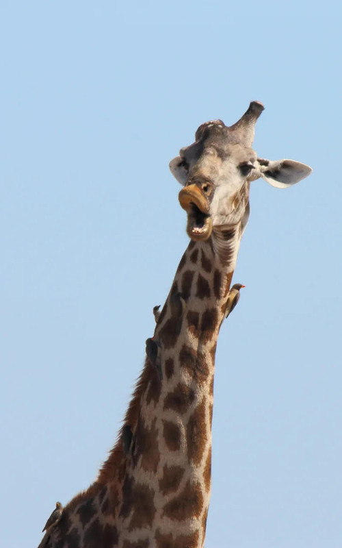 Giraffe_face_Birds