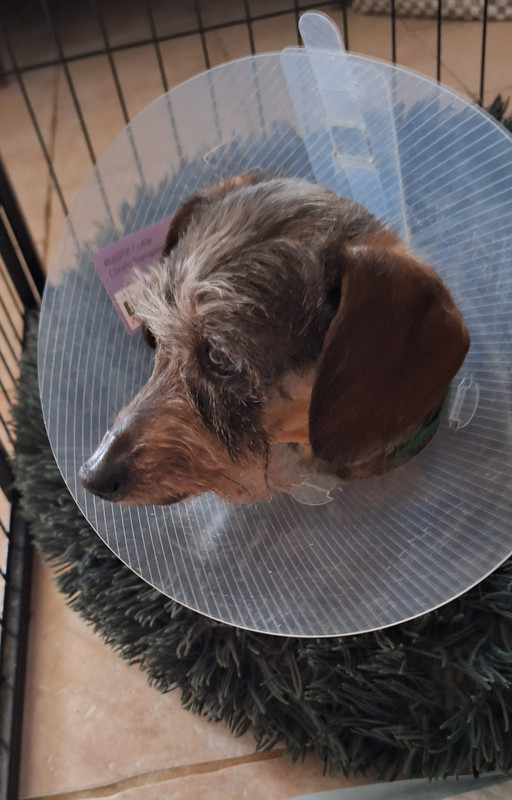 [Image: 20250224-204252.jpg]