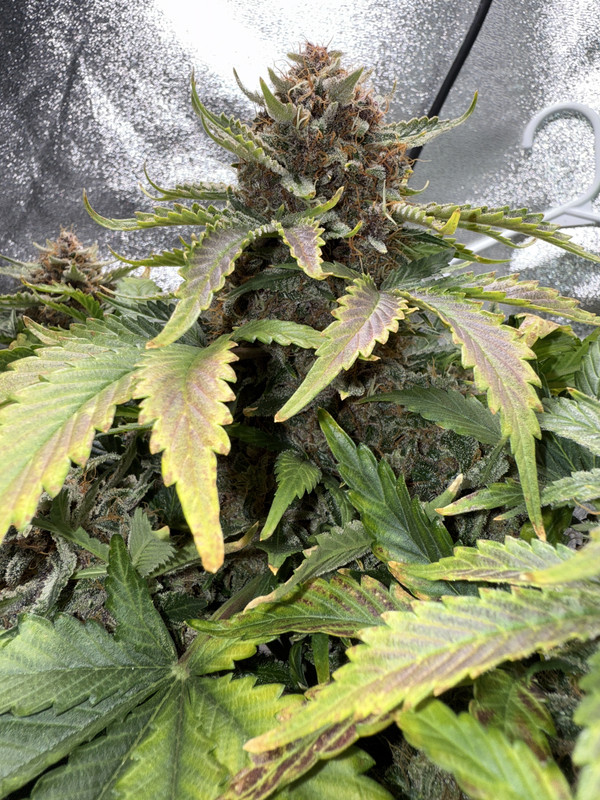 1B2FDD6F-4A5C-4978-825E-394D40C58D04