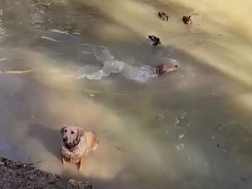 Vídeo: perro es atacado por pato en estanque