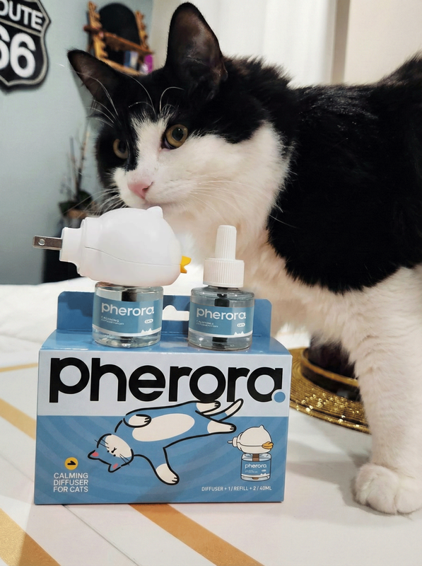 Calm cat at home with Pherora