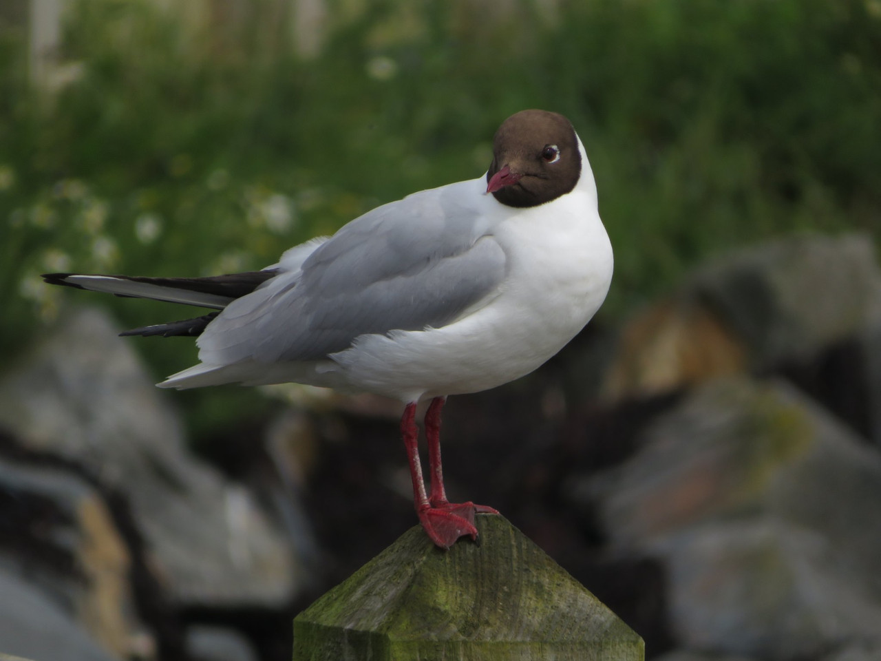 Black-headed gull