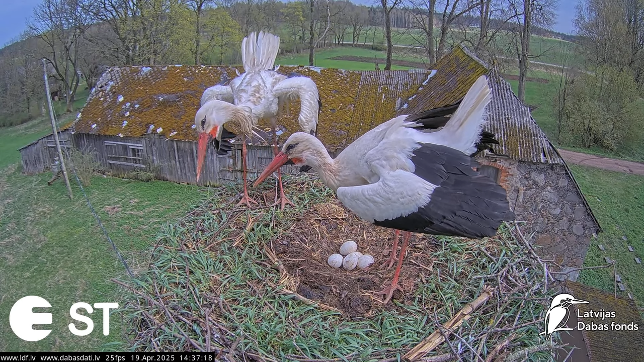 (35) Baltie stārķi (Ciconia ciconia) Tukuma novadā __ White storks in Tukums, Latvia - YouTube - 869