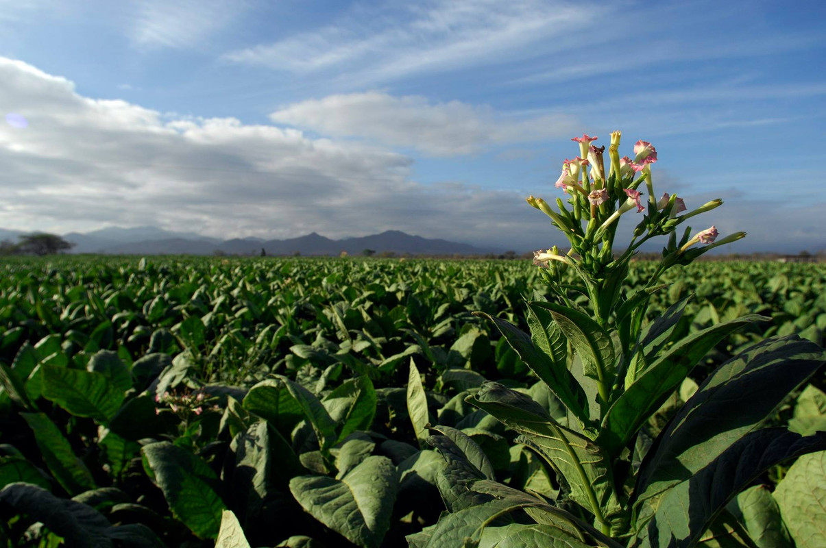 Cigar rolling process