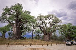 Botswana y Cataratas Victoria: la esencia de África y maravilla natural - Blogs de Botswana - Central Kalahari Game Reserve, Naxai Pan y vuelta anticipada a Maun. (13)