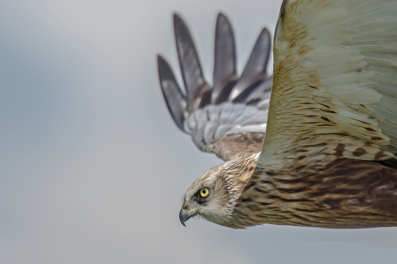 Vliegende bruine kiekendief