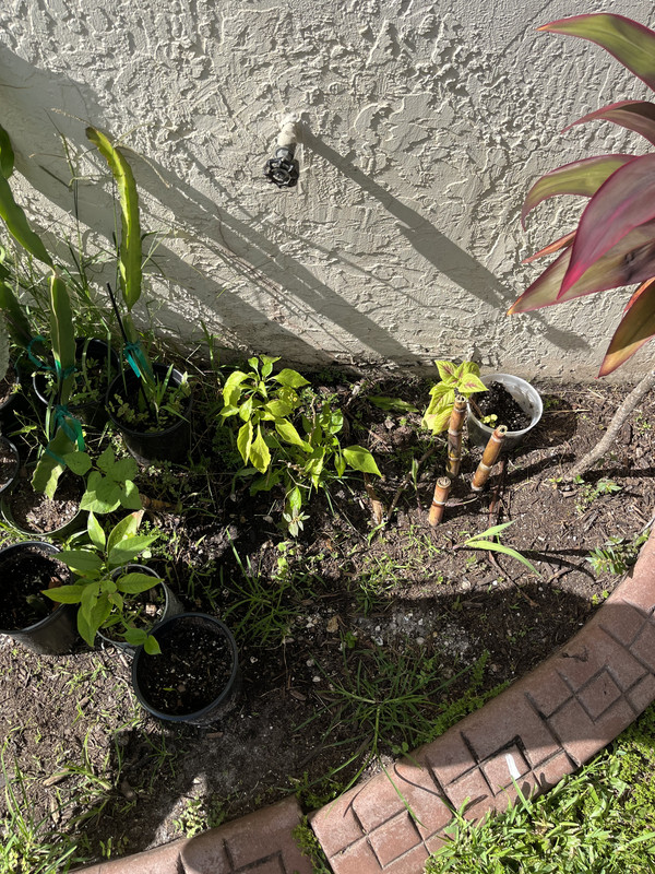 09B23F6D-1276-4E75-B3C5-AE2CFD335CCA