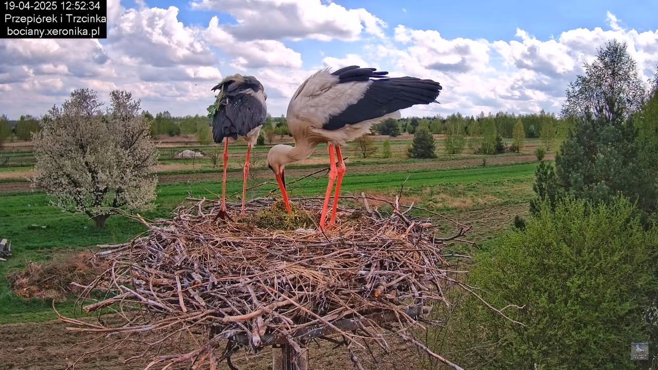 19042025bociany19