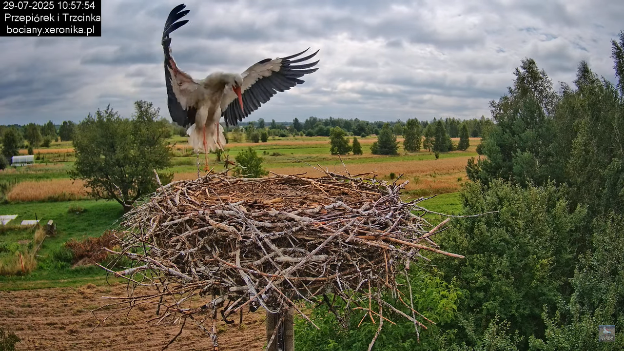 29072025bociany21