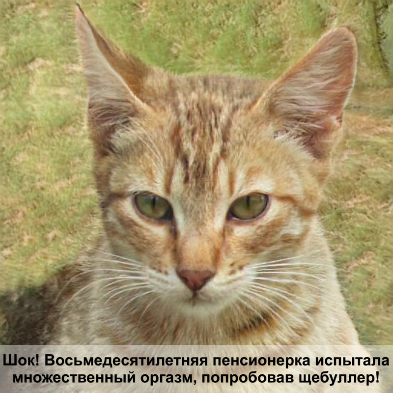 игры для кошек