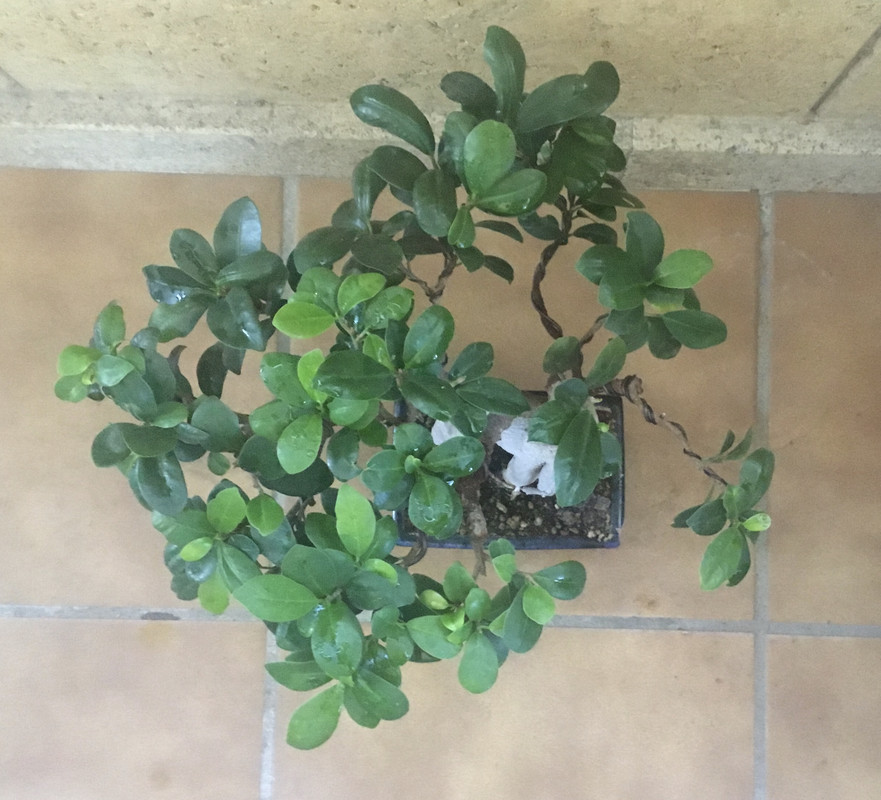  Dos Ficus bonsai  443336-C5-BB72-4792-96-A5-4-B6-B6-E05-B7-D5