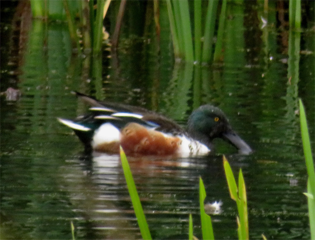 Shoveler