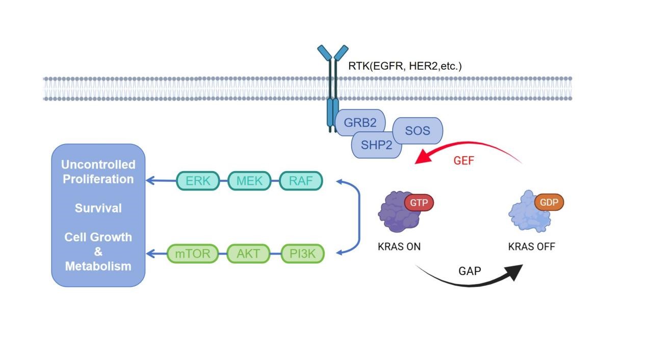 KRAS signaling pathway and downstream effectors