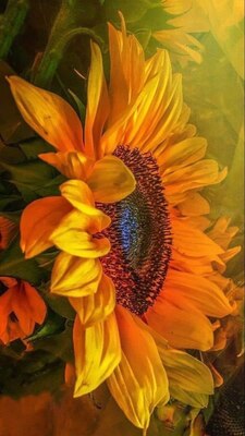 Sunflower-side-view