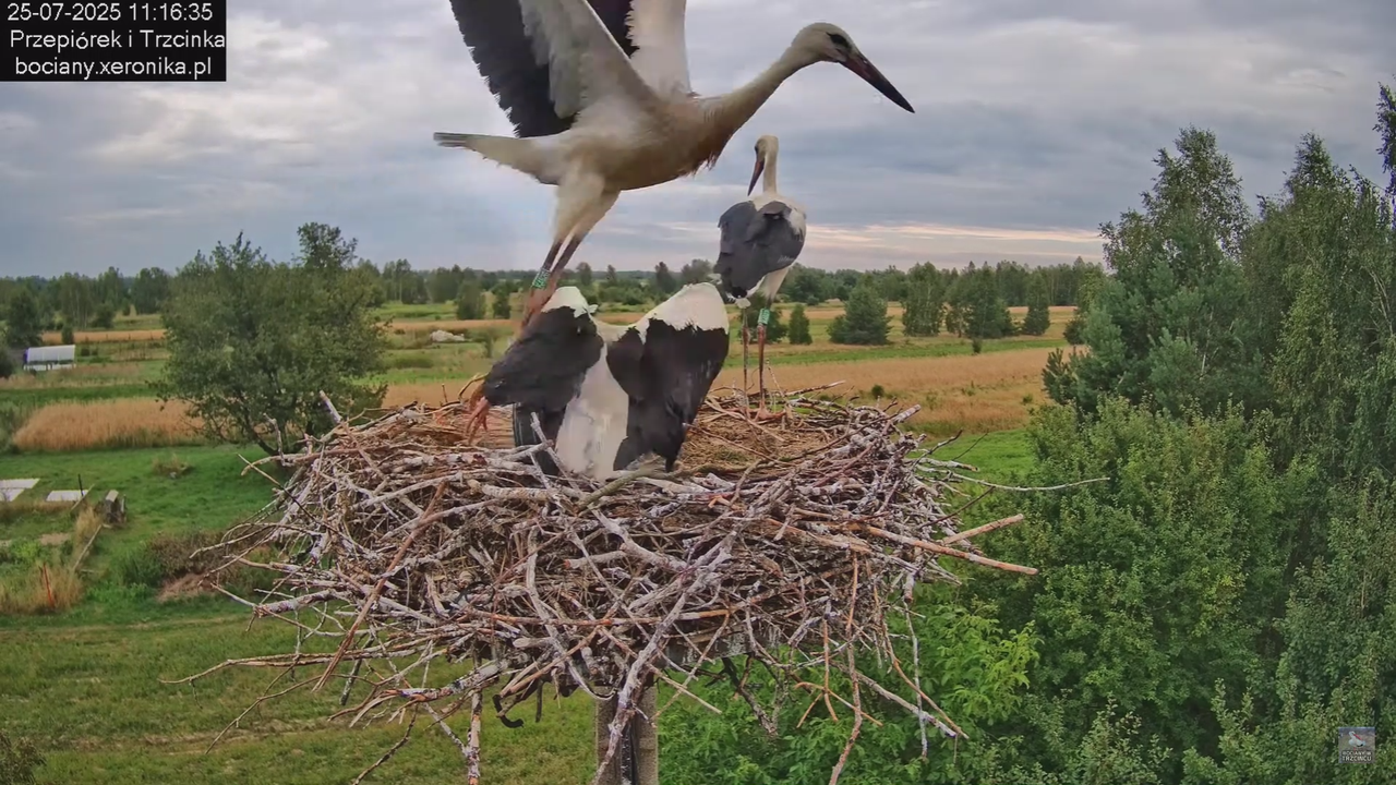 25072025bociany36