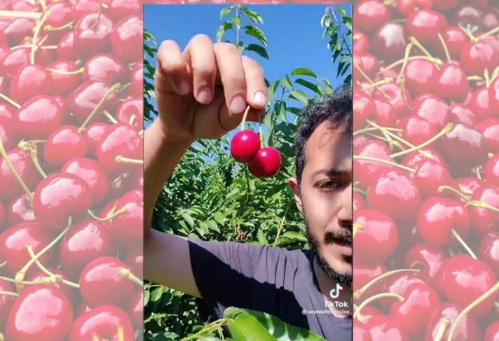'Vente a Canadá': mexicano gana 3 mil pesos diarios por cosechar cerezas