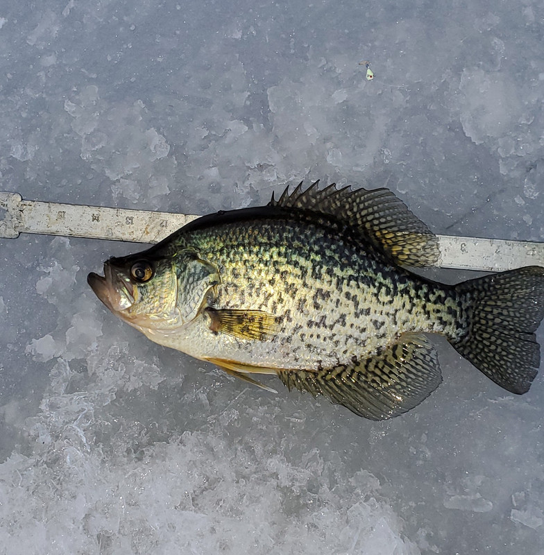 Crappie 0128 2