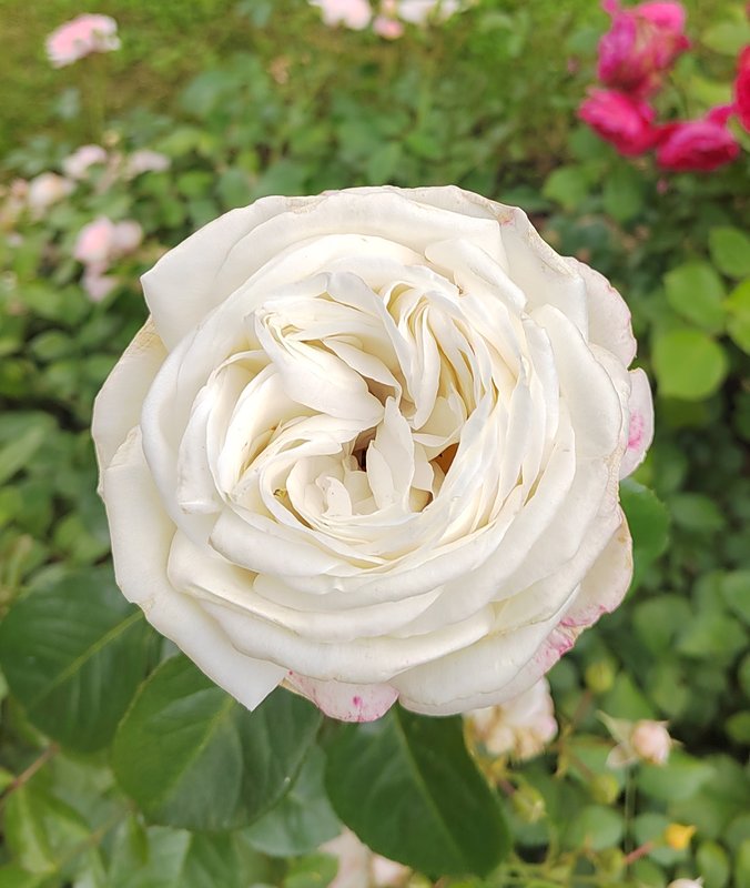 https://i.postimg.cc/Gpqq2HMC/47-IMG-20250626-134809.jpg