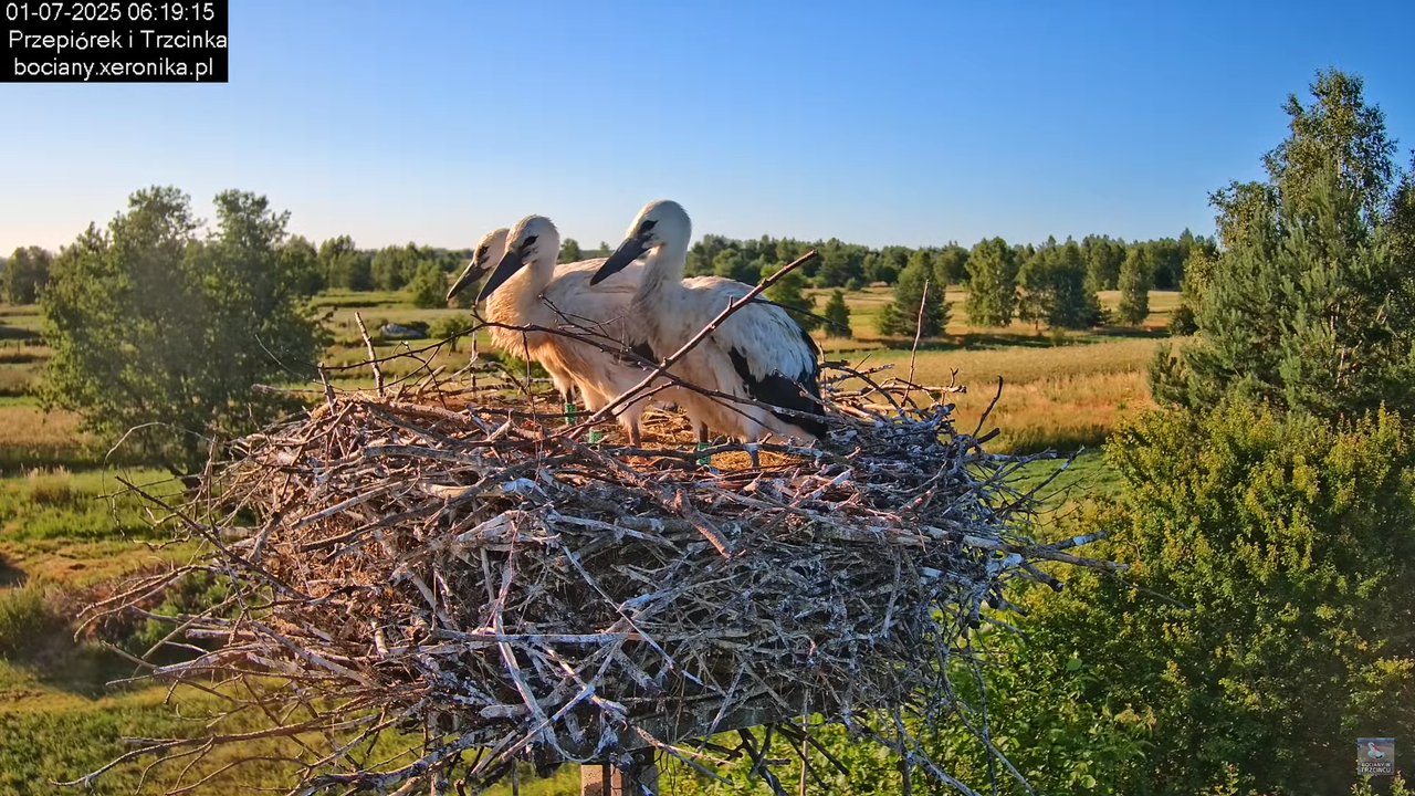 01072025bociany13