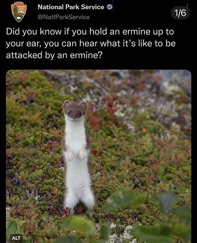 Ermine