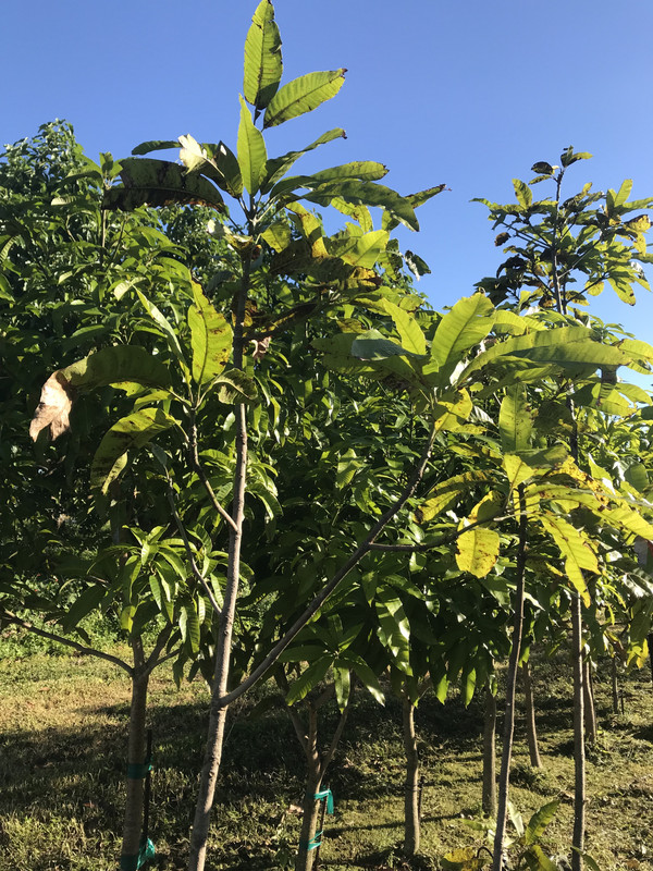 FFMangoes5