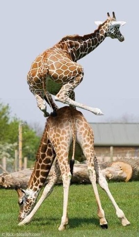 Giraffe-jumping-Giraffe