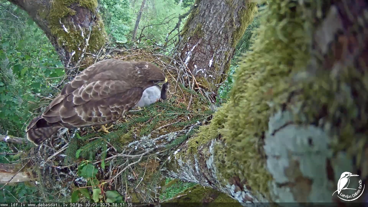 Melnās klijas (Milvus migrans) Kurzemē_ peļu klijāni (Buteo buteo) 14-4-15 screenshot