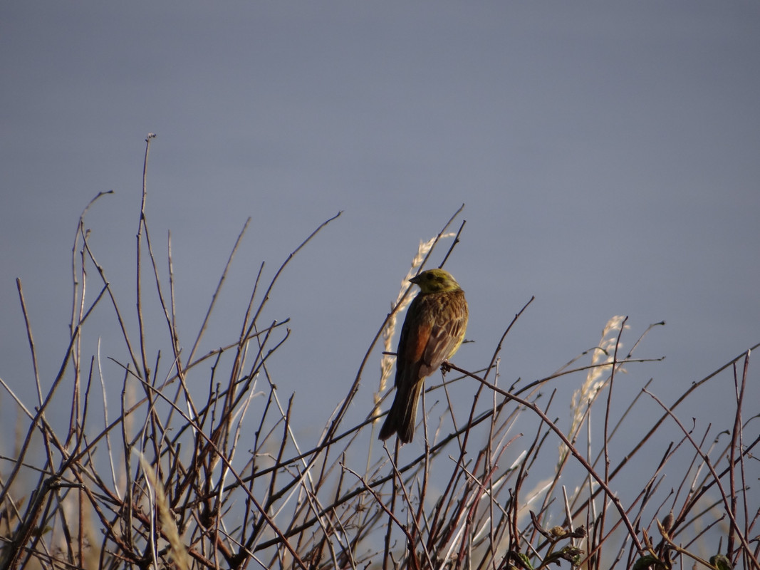 YELLOWHAMMER 29 0725
