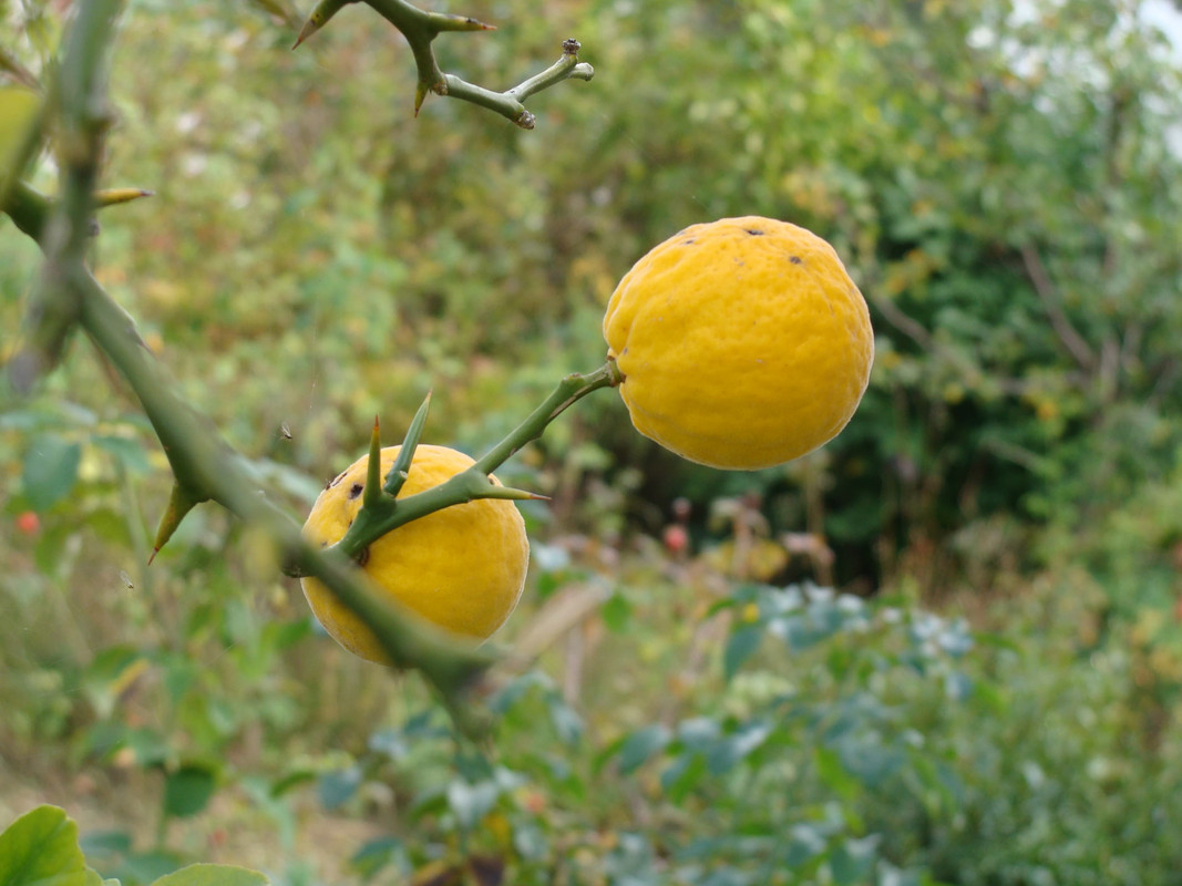 poncirus-trifoliata-lemon-plant.jpg