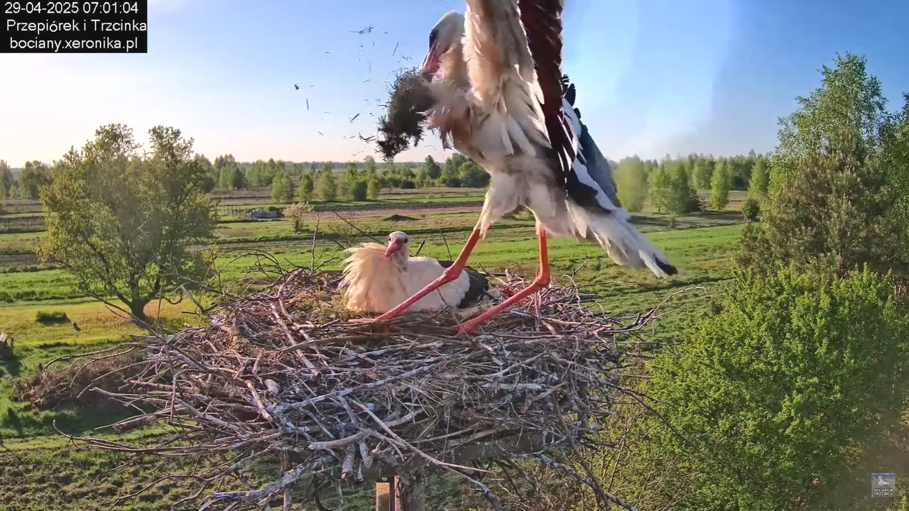 29042025bociany12