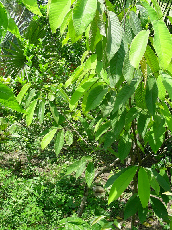 Annona spraguei