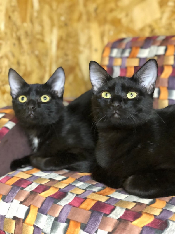 Муха_Скрипка1