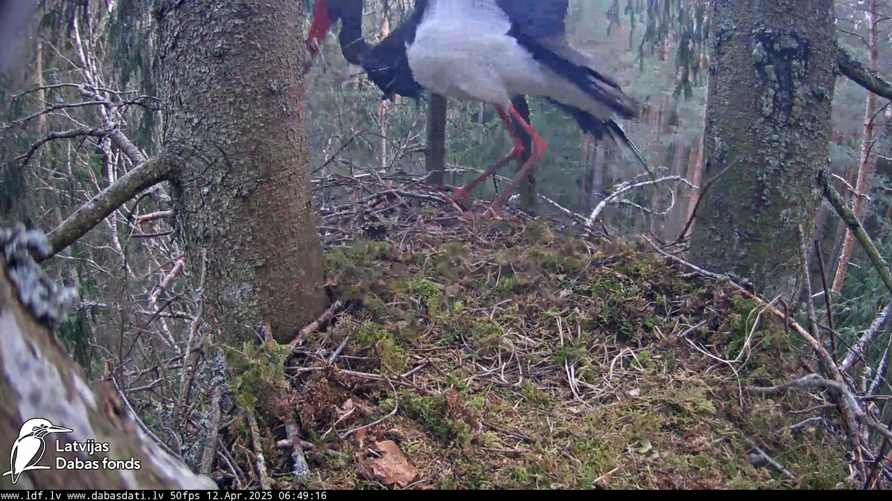 (3) Mazais ērglis (Clanga pomarina), ligzda eglē __ Lesser spotted eagle in spruce, Zemgale, Latvia 