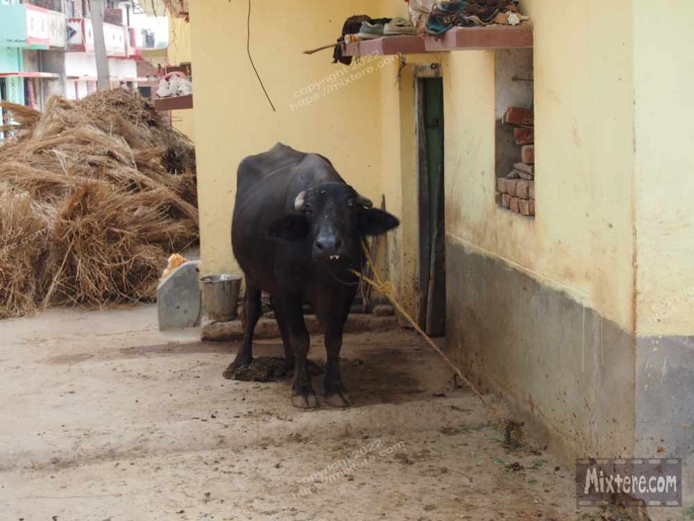 BBG&B12AStrollToSujataTemple - 7