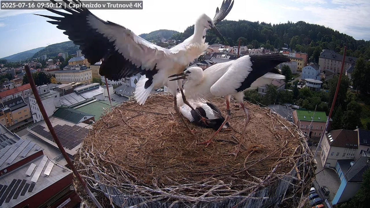 Tiešraide no stārķa ligzdas uz alus darītavas skursteņa Trutnovā 2-43-2 screenshot (1)