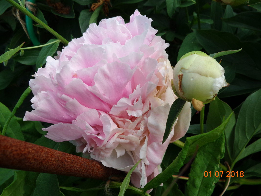 пион олимпиада