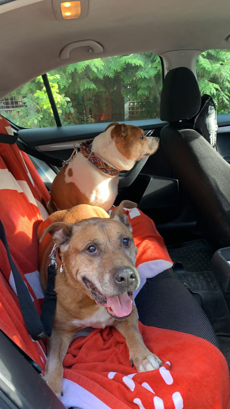 1DC4DFE0-7E67-40FC-B19B-1B2DC9DB38F3