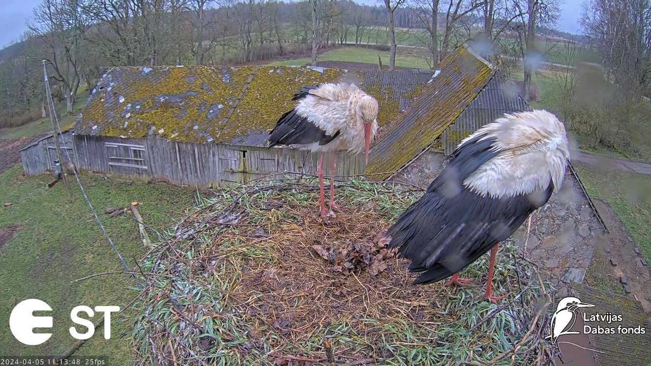 Baltie stārķi (Ciconia ciconia) Tukuma novadā - LDF tiešraide __ White storks in Tukums, Latvia 1-5-