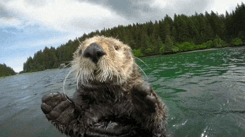 otter3.gif