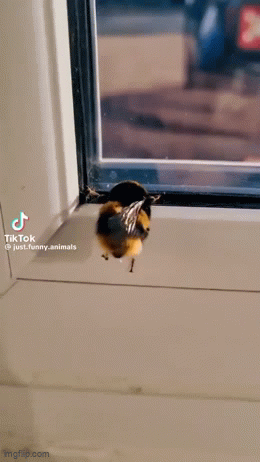 IMG-1922.gif