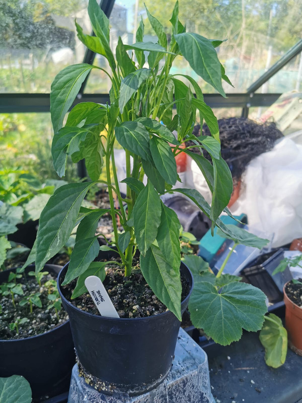 WhatsApp Image 2021-05-23 at 10.35.56 (3)