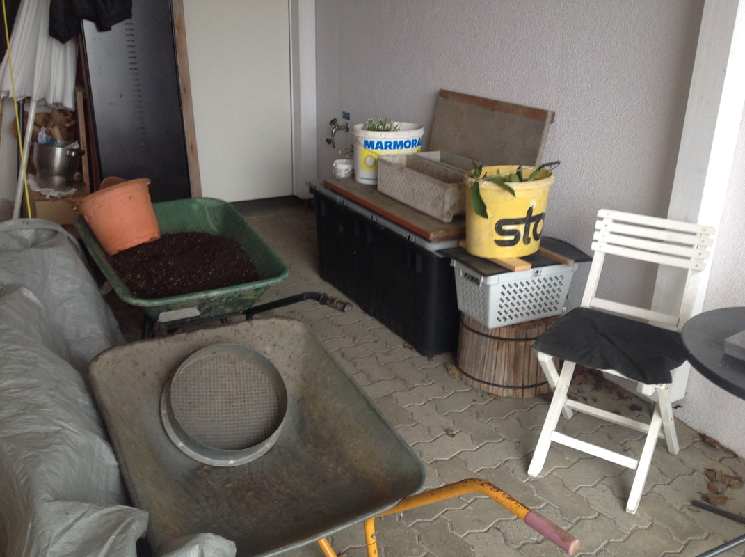 Helleborus & Schneeglöck- chen aus 1792 4.Feb.16